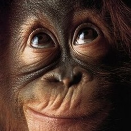 Monke's technological origins logo