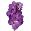 Vanda logo