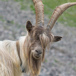 All the animals project image