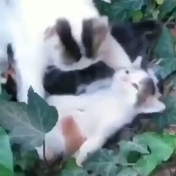 Amogus Warfare