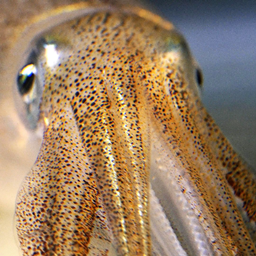 Rustic's Squidcraft logo