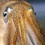 Rustic's Squidcraft logo