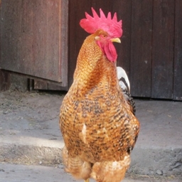Cluckin' Box logo