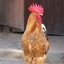 Cluckin' Box logo
