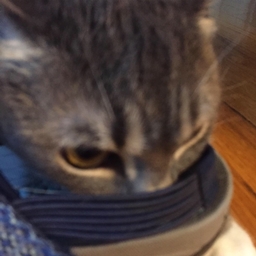 Fuddles Multiplayer