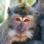 Monke pack Infinity logo
