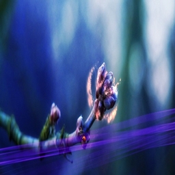 Mylel Tirion project image