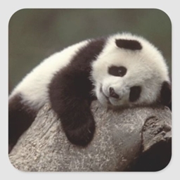 We8Pandas logo