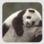 We8Pandas logo