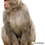 Sussy Monkey Pack logo