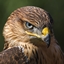 MadBirdCraft logo