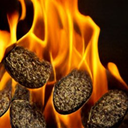 Seed Burn logo