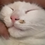 Mushroom Cat (adds a new cute pet) logo