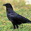 Crows_Craft_Smp4492 logo