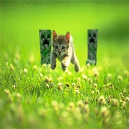 Mewcraft logo