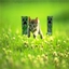 Mewcraft logo