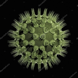 The First day of infection