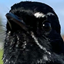 Fantail logo