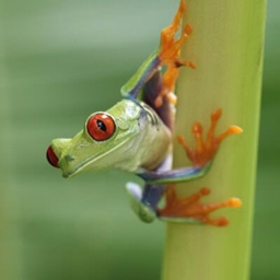 the 51st annual tree frog BBQ contest
