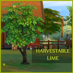 HARVESTABLE LIME