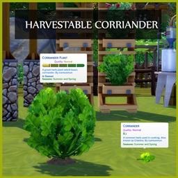 HARVESTABLE CORRIANDER /CILANTRO