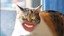 MEOW logo