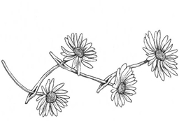 Daisy logo