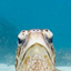 TurtlePack logo