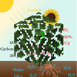 Leaves: Laws of Conservation