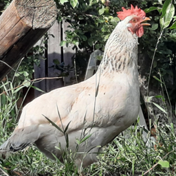 ChickCraft logo