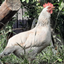 ChickCraft logo