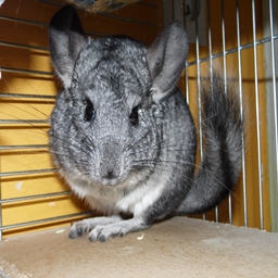 GigaPack Chinchilla Edition REBORN