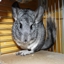 GigaPack Chinchilla Edition REBORN logo