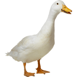 duck paradise logo