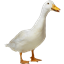 duck paradise logo