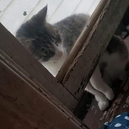 baddie brigade - Files - Minecraft Modpacks - CurseForge