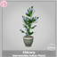 Chicory [Harvestable Indoor Plant] logo