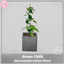 Green Chili [Harvestable Indoor Plant] logo