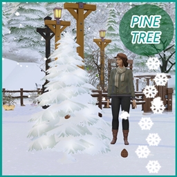 Harvestable Pine Cone and Pine Nuts