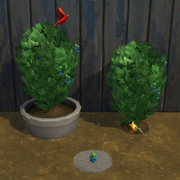 Blueberry Harvestable & Plant