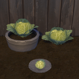 Cabbage Harvestable & Plant