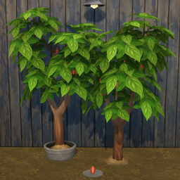 Cacao Harvestable & Plant
