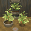 Chili Pepper Harvestable & Plant logo