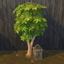 Clove Harvestable & Plant logo