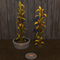 Field Corn Harvestable & Plant