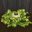Green Heirloom Pumpkin Harvestable & Plant logo