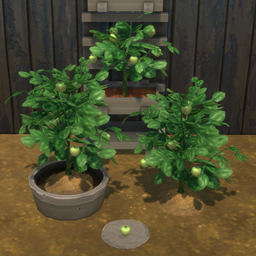 Green Tomato Harvestable & Plant