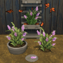 Lavender Harvestable & Plant