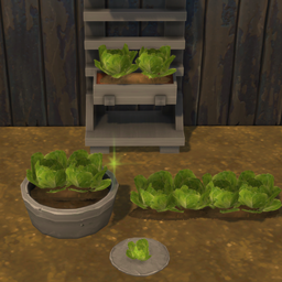 Lettuce Harvestable & Plant