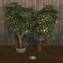 Orange Harvestable & Plant